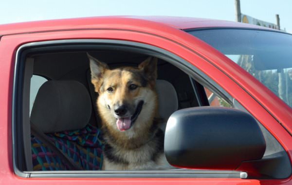 車窓から顔を出す犬