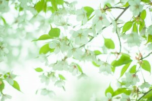 葉桜の季節
