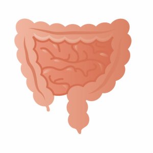 大腸と小腸
