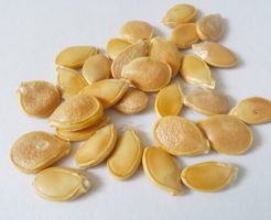 かぼちゃの種