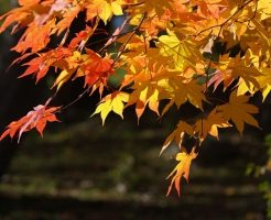 紅葉したモミジ