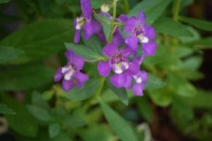 菫の花