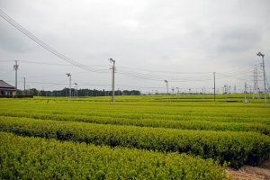 静岡の茶畑