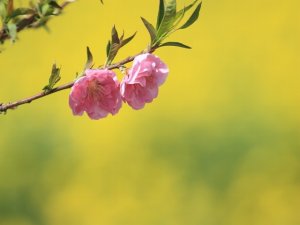 桃の花