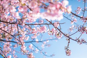 ピンク色の桜