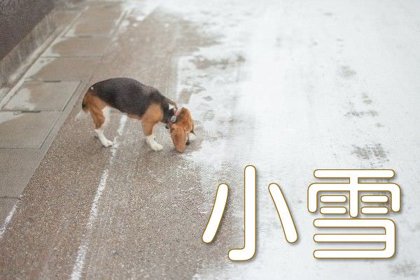 小雪が降った路面と犬