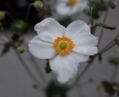 白の秋明菊